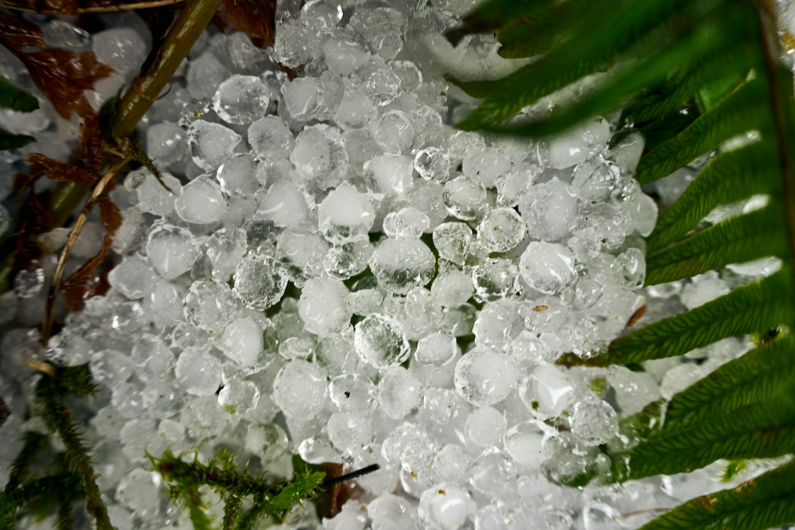 A close up of a plant with ice on it
